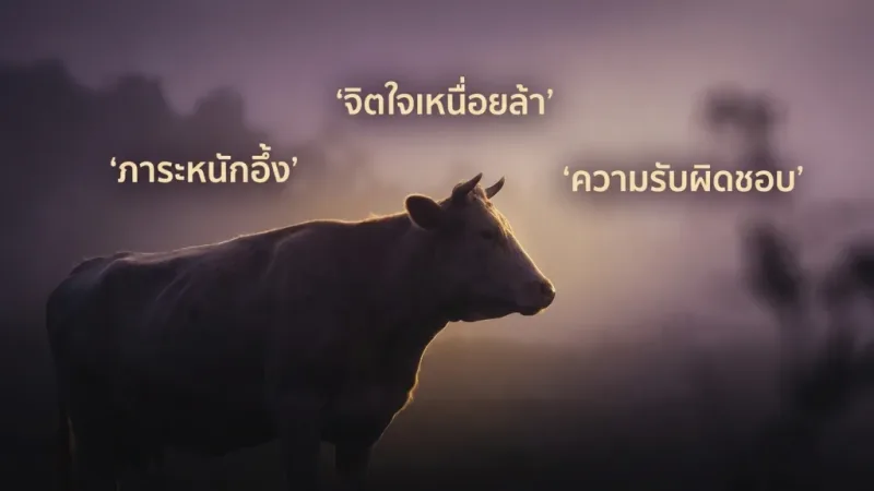 ภาพวัว / ควาย สื่อถึงจิตใต้สำนึกกำลังบอกอะไรเมื่อคุณฝันถึงสัตว์ใหญ่ ในบทความ ฝันเห็นวัว: ส่องลางบอกเหตุ ทำนายฝันหมายถึงอะไร พร้อมเผยเลขนำโชคอะไรที่รออยู่!