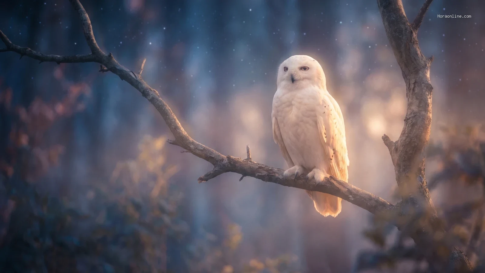 ภาพan owl on a branch at night สื่อถึงฝันเห็นนกฮูกสีขาว: สัญญาณแห่งความสว่างและข่าวดี ในบทความ ชี้ช่องฝันเห็นนกฮูกสีขาว! เปิดตำรารับโชคลาภ สัญญาณข่าวดีสิ่งศักดิ์สิทธิ์หนุน